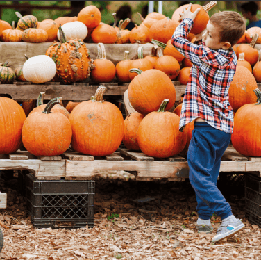 Pumpkins, Play & Purpose image
