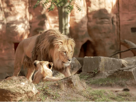 Thrivent's Power of Membership at Zoo Atlanta | Atlanta, GA image