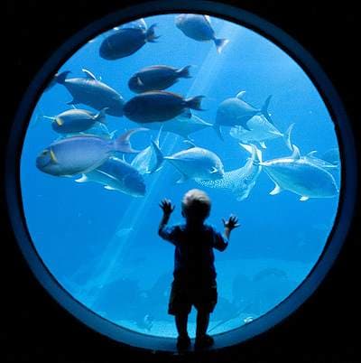 Thrivent Night at the Aquarium image
