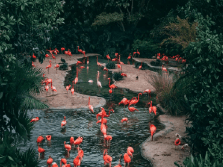 Thrivent Day at the Central Florida Zoo | Orlando, FL image