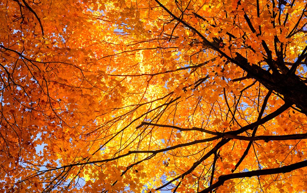 Janesville Fall Community Day image