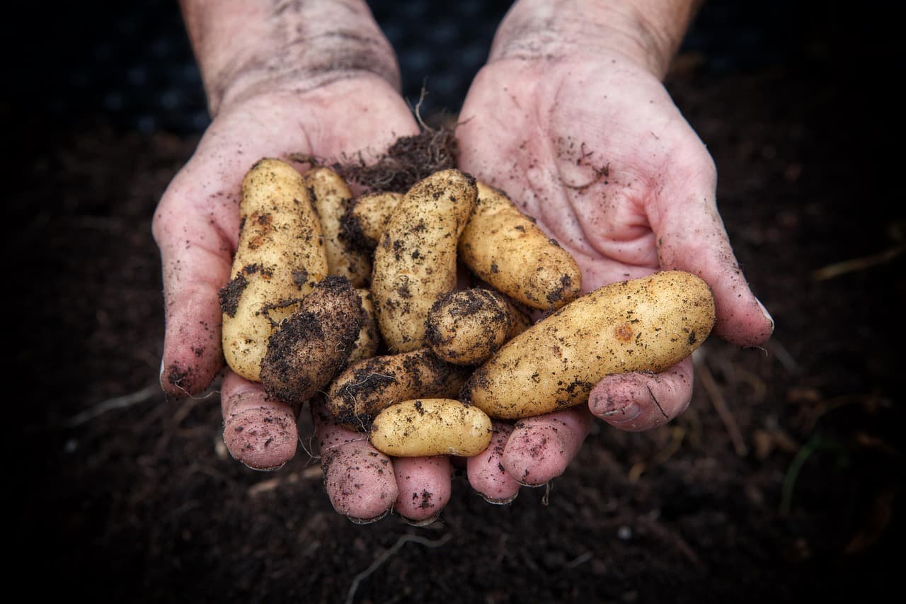 Make a difference!  Harvest Help at First Fruits Farm image