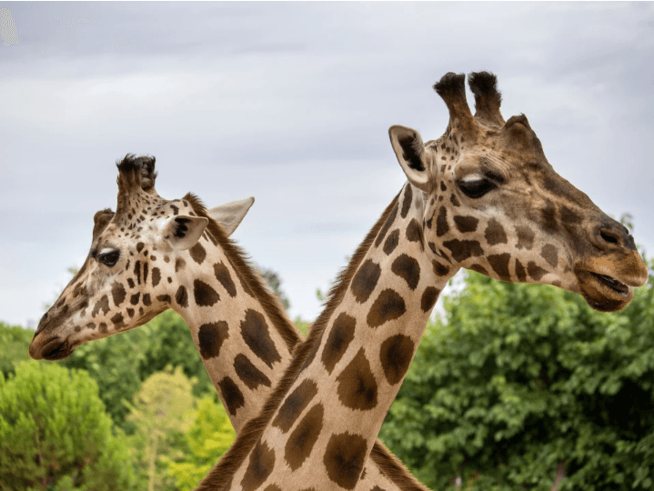 Thrivent Day at Riverbanks Zoo | Columbia, SC image