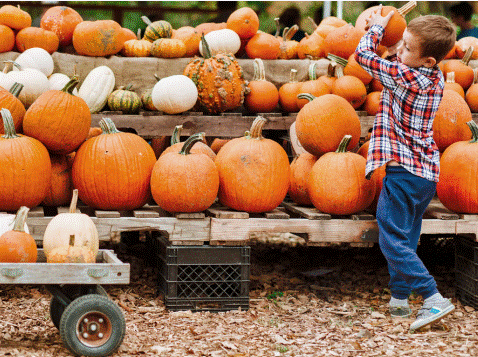 Pumpkins, Play & Purpose image