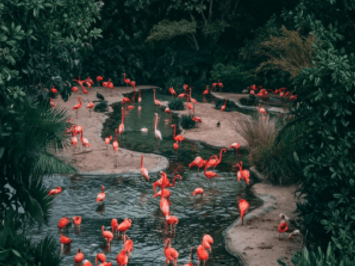 Thrivent Day at the Central Florida Zoo | Orlando, FL image