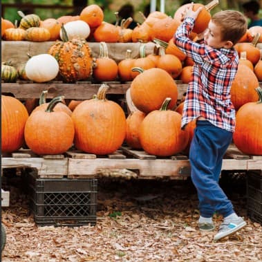 Pumpkins, Play & Purpose image