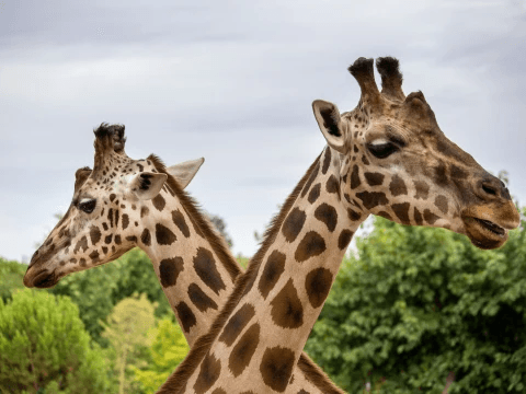 Thrivent Day at Riverbanks Zoo | Columbia, SC image