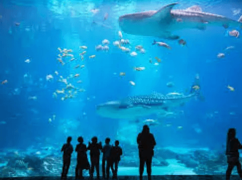 Thrivent Night at the Aquarium | Charleston, SC image