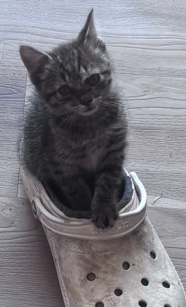 Donut