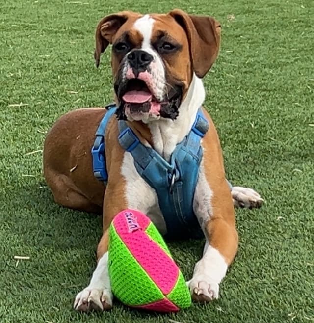 Gus