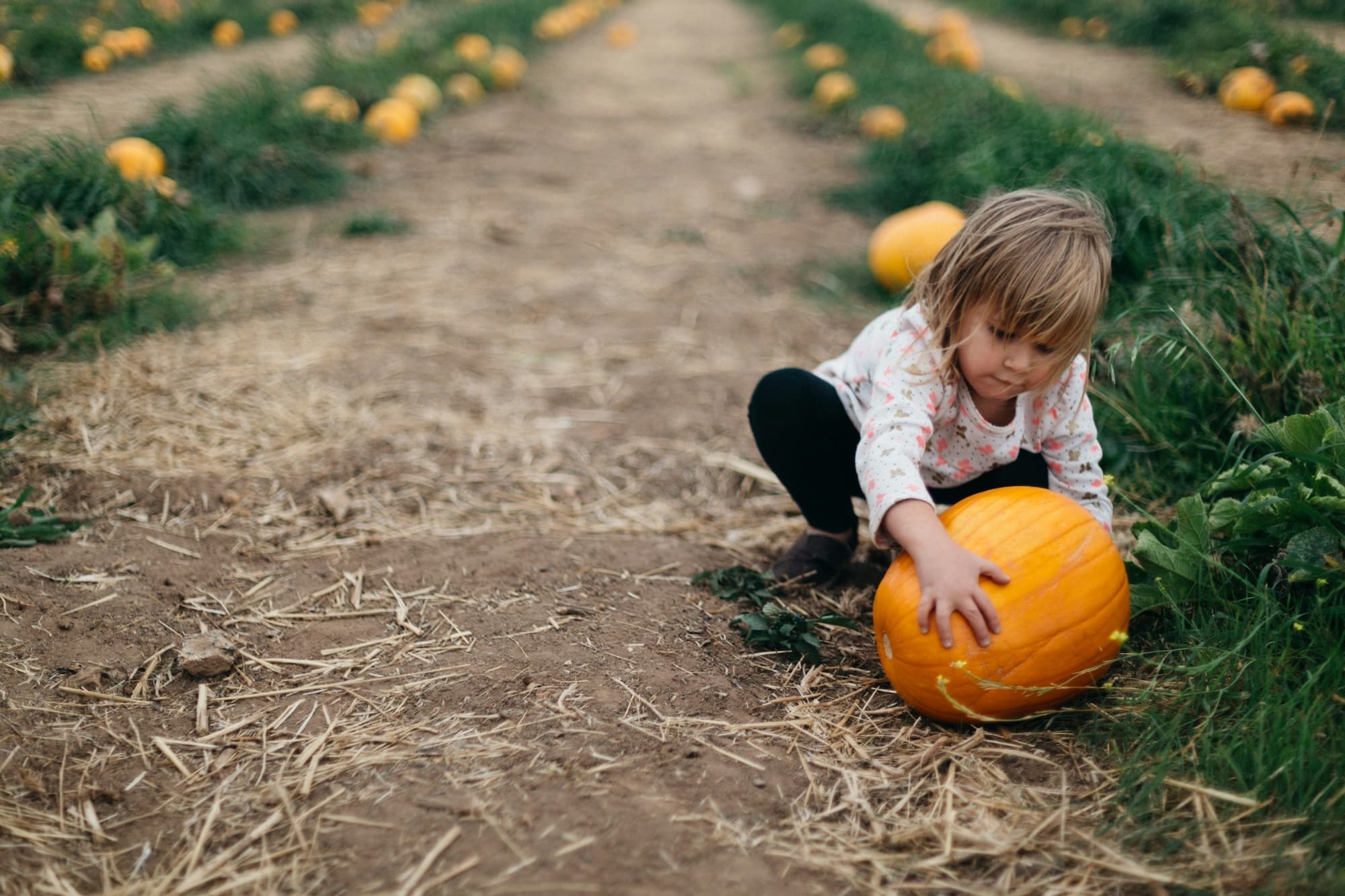 Pumpkins, Play & Purpose - Champaign, IL image
