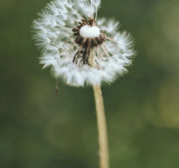 Grief Support - Resources to help navigate loss. image