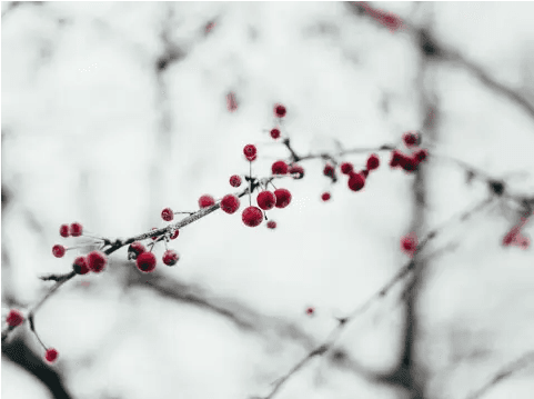Orlando, FL | Thrivent Night at the Asian Lantern Festival image
